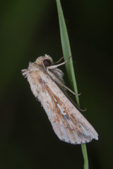 Mythimna decisissima