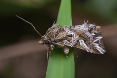 Callopistria exotica