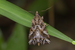 Callopistria exotica