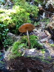 Pluteus jaffuelii