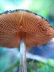 Pluteus jaffuelii