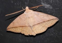 Ugia purpurea