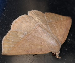 Ugia purpurea