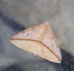 Ugia purpurea