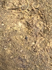 Cicindela oregona