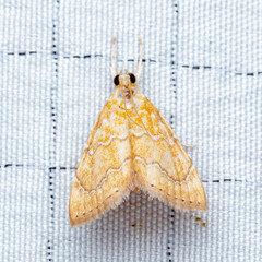 Xanthophysa psychicalis