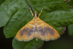 Mabra eryxalis