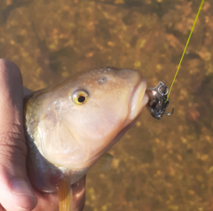 Nocomis platyrhynchus