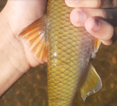 Nocomis platyrhynchus