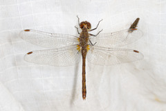 Sympetrum costiferum