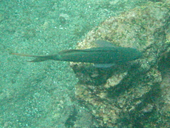 Cephalopholis colonus