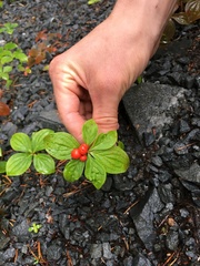 Cornus unalaschkensis