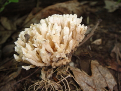 Sebacinaceae