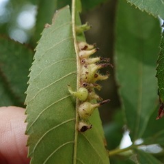 Caryomyia ansericollum