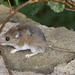 White-footed Mouse - Photo (c) Kristof Zyskowski, some rights reserved (CC BY)
