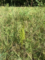 Sceptridium multifidum