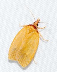 Sparganothis distincta