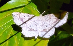 Euchlaena amoenaria