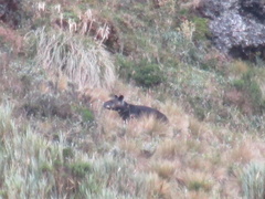 Tapirus pinchaque