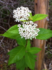 Asclepias texana
