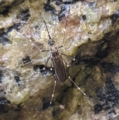 Aedes togoi