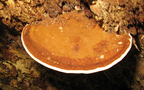 Ganoderma lobatum