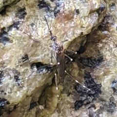 Aedes togoi
