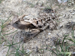 Phrynosoma taurus