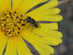 Platycheirus stegnus