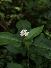 Persicaria thunbergii