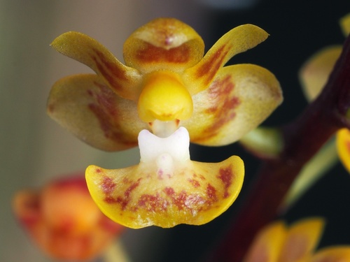 Chibae Orchid