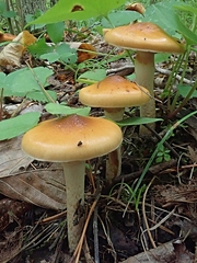 Cortinarius collinitus