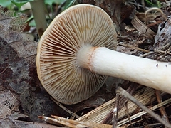Cortinarius collinitus