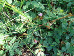 Mimosa pudica