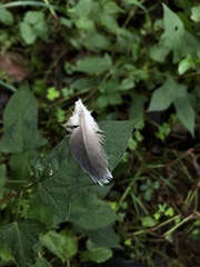 Streptopelia orientalis
