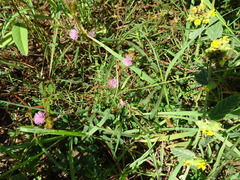 Mimosa pudica