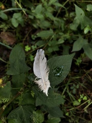 Streptopelia orientalis