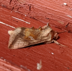 Autographa metallica