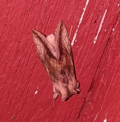 Autographa metallica