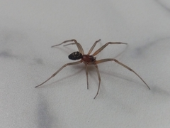 Steatoda grossa