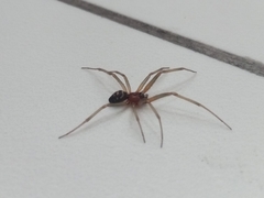 Steatoda grossa