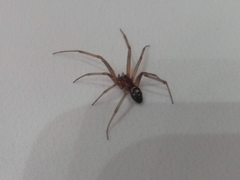 Steatoda grossa