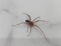 Steatoda grossa