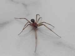 Steatoda grossa