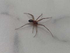 Steatoda grossa
