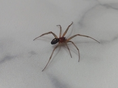 Steatoda grossa