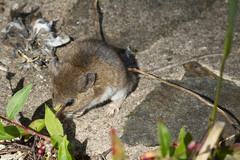 Peromyscus leucopus noveboracensis