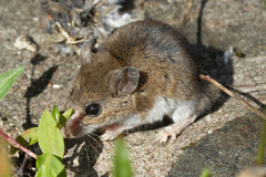 Peromyscus leucopus noveboracensis