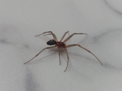 Steatoda grossa