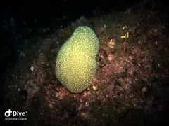 Polycitor giganteus